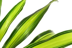 Dehner Drachenbaum & Yucca|Hydropflanzen > Drachenbaum - Dracaena fragrans 'Burley', Hydrokultur