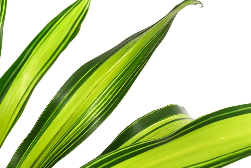 Dehner Drachenbaum & Yucca|Hydropflanzen > Drachenbaum - Dracaena fragrans 'Burley', Hydrokultur
