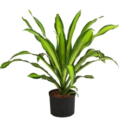 Dehner Drachenbaum & Yucca|Hydropflanzen > Drachenbaum - Dracaena fragrans 'Burley', Hydrokultur