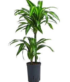 Dehner Drachenbaum & Yucca|Hydropflanzen > Drachenbaum - Dracaena fragrans 'Hawaiian Sunshine', Hydrokultur