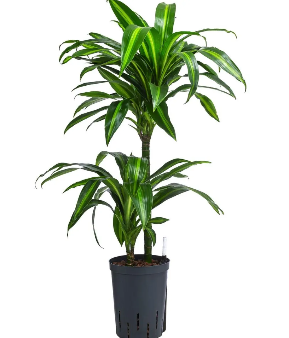 Dehner Drachenbaum & Yucca|Hydropflanzen > Drachenbaum - Dracaena fragrans 'Hawaiian Sunshine', Hydrokultur
