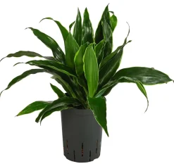 Dehner Drachenbaum & Yucca|Hydropflanzen > Drachenbaum - Dracaena fragrans 'Arturo', Hydrokultur