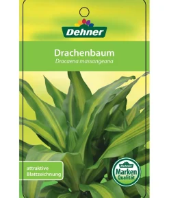 Dehner Drachenbaum - Dracaena fragrans 'Massangeana', Karussell Discount