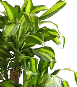 Dehner Drachenbaum - Dracaena fragrans 'Massangeana', Karussell Discount