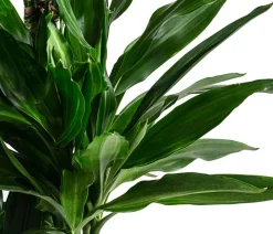 Dehner Drachenbaum - Dracaena fragrans 'Janet Lind' Dunkelgrün Outlet