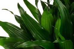 Dehner Drachenbaum & Yucca|Hydropflanzen - Drachenbaum - Dracaena fragrans 'Green Jewel', Hydrokultur Dunkelgrün