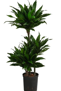 Dehner Drachenbaum & Yucca|Hydropflanzen - Drachenbaum - Dracaena fragrans 'Green Jewel', Hydrokultur Dunkelgrün