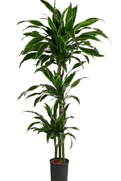 Dehner Drachenbaum & Yucca|Hydropflanzen - Drachenbaum - Dracaena fragrans 'Arturo', Hydrokultur