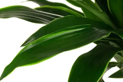 Dehner Drachenbaum & Yucca|Hydropflanzen - Drachenbaum - Dracaena fragrans 'Arturo', Hydrokultur