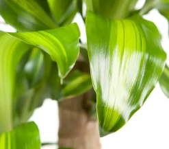 Dehner Drachenbaum & Yucca|Zimmerpalmen > Drachenbaum - Dracaena fragrans 'Massangeana'