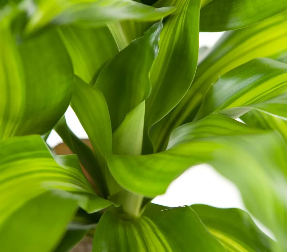 Dehner Drachenbaum & Yucca|Zimmerpalmen > Drachenbaum - Dracaena fragrans 'Massangeana'
