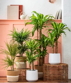 Dehner Drachenbaum & Yucca|Zimmerpalmen > Drachenbaum - Dracaena fragrans 'Massangeana'