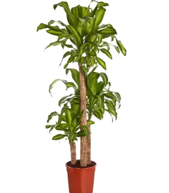 Dehner Drachenbaum & Yucca|Zimmerpalmen > Drachenbaum - Dracaena fragrans 'Massangeana'