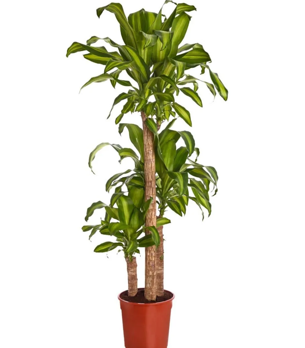 Dehner Drachenbaum & Yucca|Zimmerpalmen > Drachenbaum - Dracaena fragrans 'Massangeana'