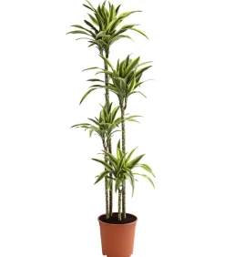 Dehner Drachenbaum & Yucca|Zimmerpalmen > Drachenbaum - Dracaena fragrans 'Lemon Lime'