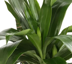 Dehner Drachenbaum & Yucca|Zimmerpalmen > Drachenbaum - Dracaena fragrans 'Lisa'
