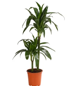 Dehner Drachenbaum & Yucca|Zimmerpalmen > Drachenbaum - Dracaena fragrans 'Lisa'