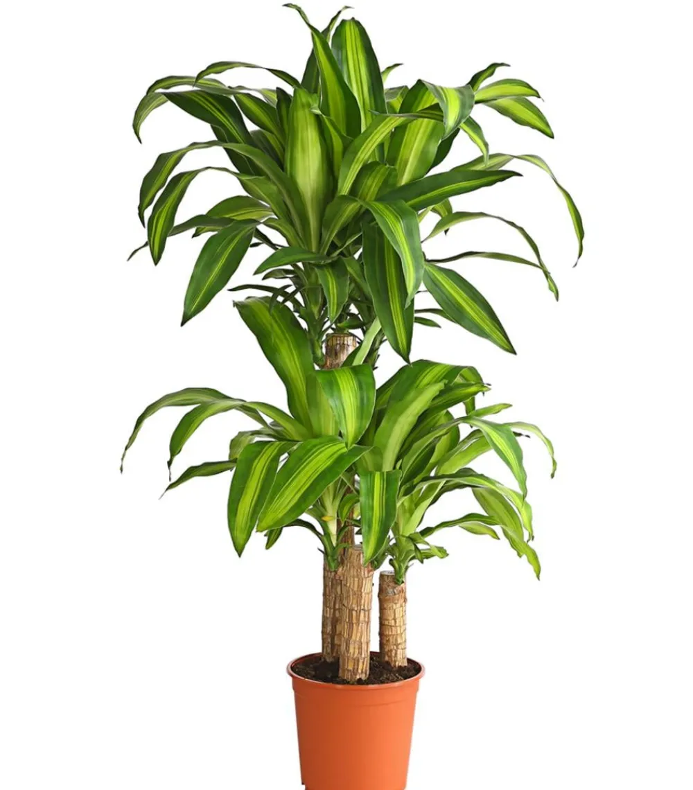 Dehner Drachenbaum - Dracaena fragrans 'Massangeana'
