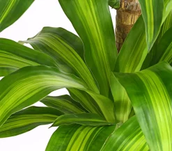 Dehner Drachenbaum - Dracaena fragrans 'Massangeana'