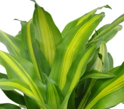 Dehner Drachenbaum - Dracaena fragrans 'Massangeana' Discount