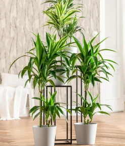 Dehner Drachenbaum - Dracaena fragrans 'Lemon Lime' New