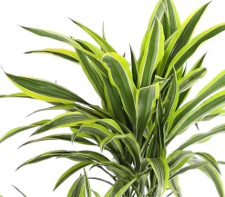 Dehner Drachenbaum - Dracaena fragrans 'Lemon Lime' New