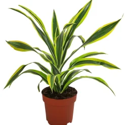 Dehner Drachenbaum - Dracaena fragrans 'Lemon Lime' Discount
