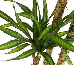 Dehner Drachenbaum & Yucca|Zimmerpalmen > Drachenbaum - Dracaena fragrans 'Rikki'