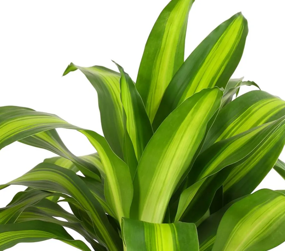 Dehner Drachenbaum & Yucca|Zimmerpalmen - Drachenbaum - Dracaena fragrans 'Massangeana'
