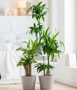 Dehner Drachenbaum & Yucca|Zimmerpalmen - Drachenbaum - Dracaena fragrans 'Massangeana'