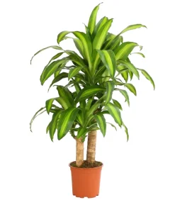 Dehner Drachenbaum & Yucca|Zimmerpalmen - Drachenbaum - Dracaena fragrans 'Massangeana'