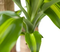 Dehner Drachenbaum & Yucca|Zimmerpalmen - Drachenbaum - Dracaena fragrans 'Massangeana'