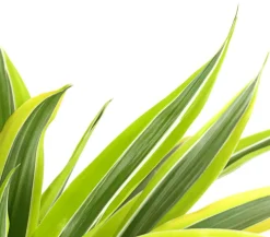 Dehner Drachenbaum & Yucca|Zimmerpalmen - Drachenbaum - Dracaena fragrans 'Lemon Lime'