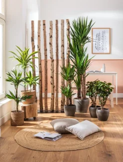 Dehner Drachenbaum & Yucca|Zimmerpalmen - Drachenbaum - Dracaena fragrans 'Lemon Lime'