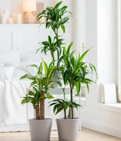 Dehner Drachenbaum & Yucca|Zimmerpalmen - Drachenbaum - Dracaena fragrans 'Lemon Lime'