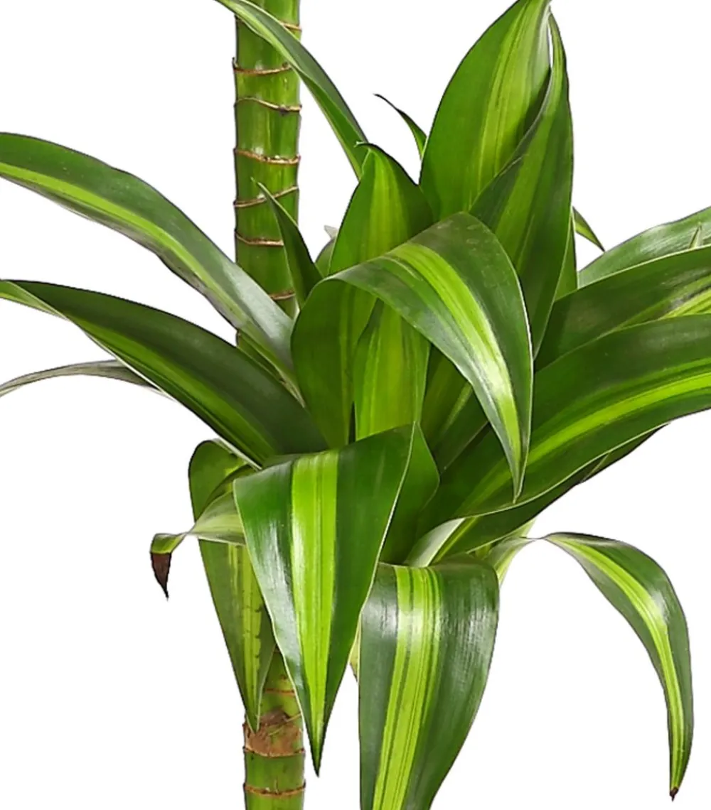 Dehner Drachenbaum & Yucca|Zimmerpalmen - Drachenbaum - Dracaena fragrans 'Lemon Lime'