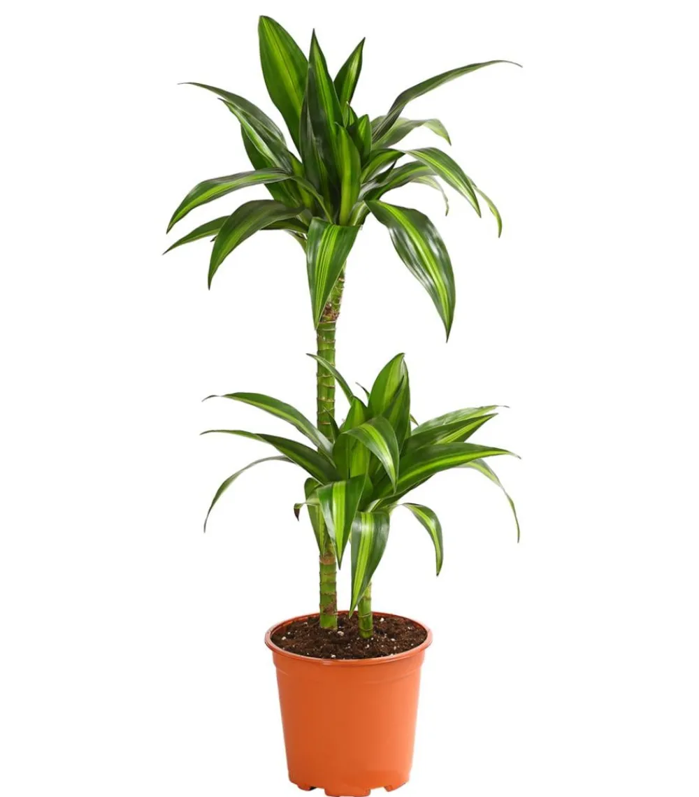 Dehner Drachenbaum & Yucca|Zimmerpalmen - Drachenbaum - Dracaena fragrans 'Lemon Lime'
