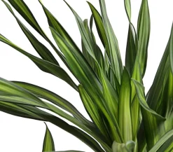 Dehner Drachenbaum - Dracaena fragrans 'Rikki' Hellgrün Outlet