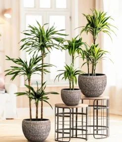 Dehner Drachenbaum - Dracaena fragrans 'Hawaiian Sunshine' Sale