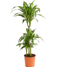 Dehner Drachenbaum - Dracaena fragrans 'Hawaiian Sunshine' Sale