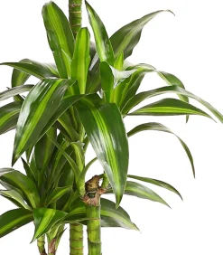 Dehner Drachenbaum - Dracaena fragrans 'Hawaiian Sunshine' Sale