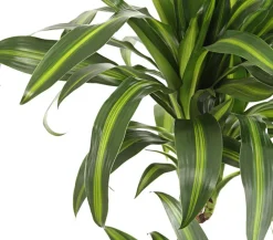 Dehner Drachenbaum - Dracaena fragrans 'Hawaiian Sunshine' Grün Clearance