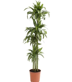 Dehner Drachenbaum - Dracaena fragrans 'Hawaiian Sunshine' Grün Clearance