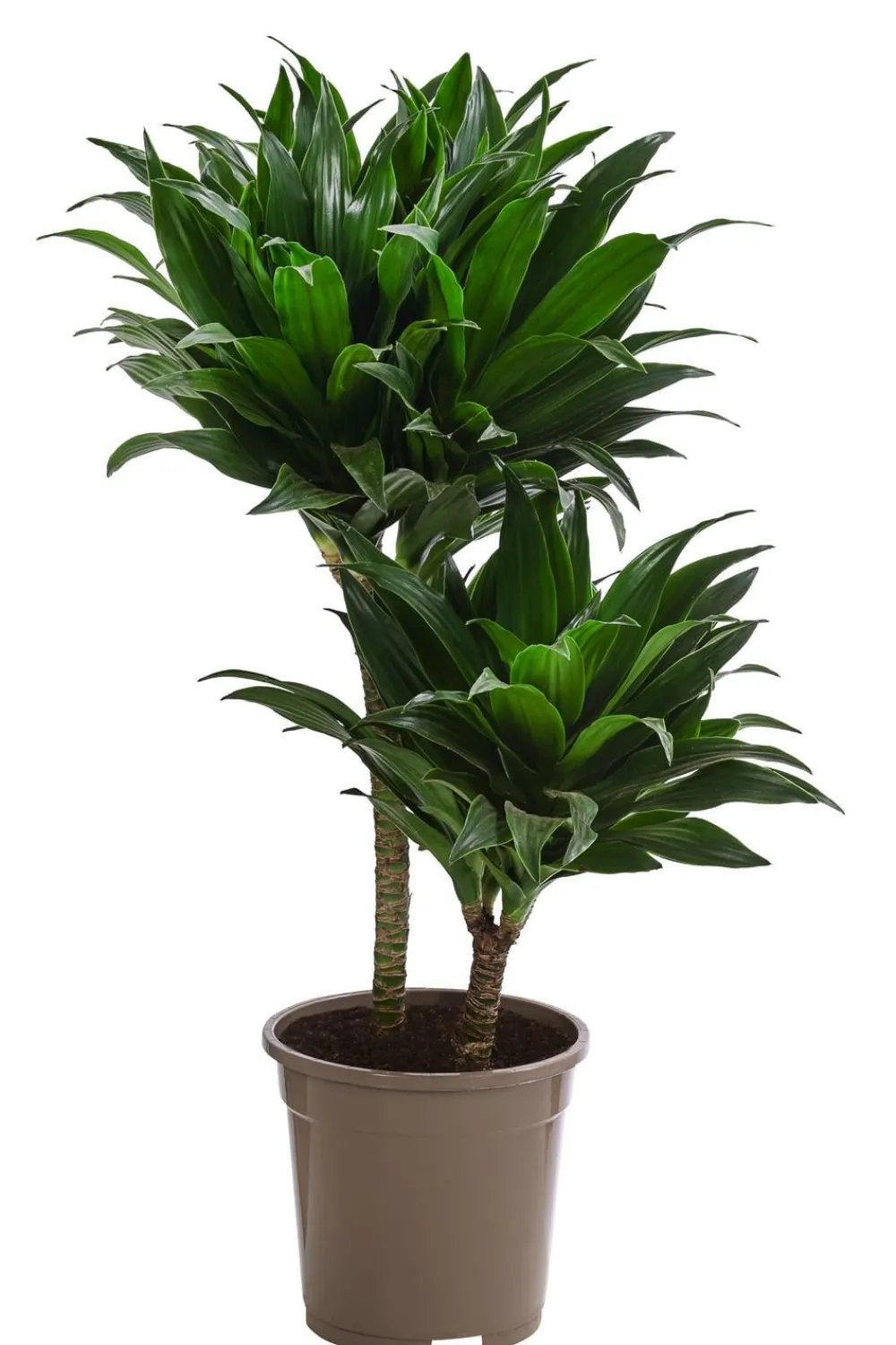 Dehner Drachenbaum & Yucca|Grünpflanzen > Drachenbaum - Dracaena fragrans 'Green Jewel'