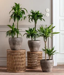 Dehner Drachenbaum & Yucca|Zimmerpalmen - Drachenbaum - Dracaena fragrans 'Rikki' Hellgrün
