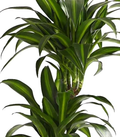 Dehner Drachenbaum & Yucca|Zimmerpalmen - Drachenbaum - Dracaena fragrans 'Hawaiian Sunshine'