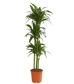 Dehner Drachenbaum & Yucca|Zimmerpalmen - Drachenbaum - Dracaena fragrans 'Hawaiian Sunshine'
