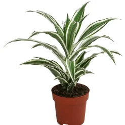Dehner Drachenbaum - Dracaena fragrans 'White Jewel'