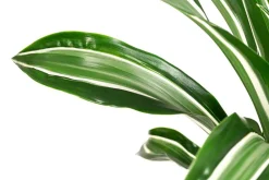 Dehner Drachenbaum - Dracaena fragrans 'Jade Jewel'