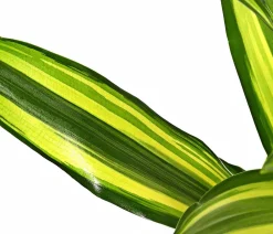Dehner Drachenbaum & Yucca|Solitärpflanzen - Drachenbaum - Dracaena fragrans var. Stedneri 'Golden Coast'